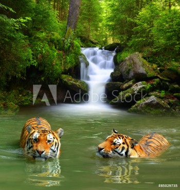 Bild på Siberian Tigers in water 